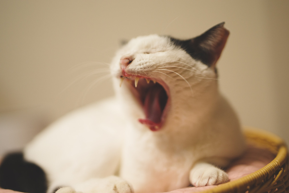 大阪府で出張撮影を行うカメラマン「猫専門撮影 Kyo」の写真