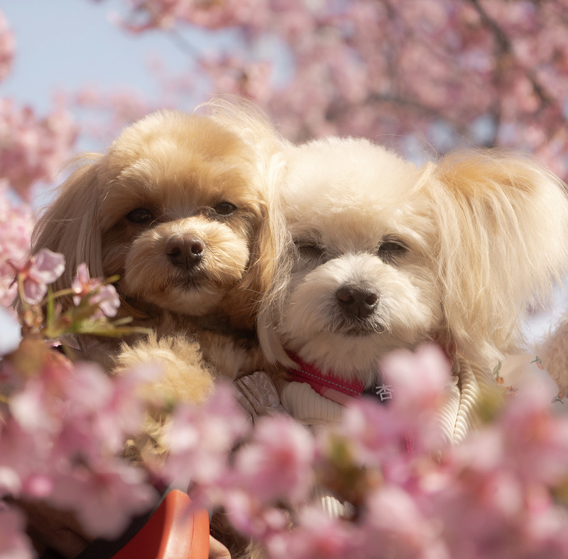 千葉県での撮影が可能なカメラマン「hina」の作例画像