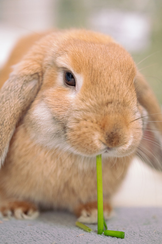 奈良県での撮影が可能なカメラマン「きままPhoto - 齊藤」の作例画像