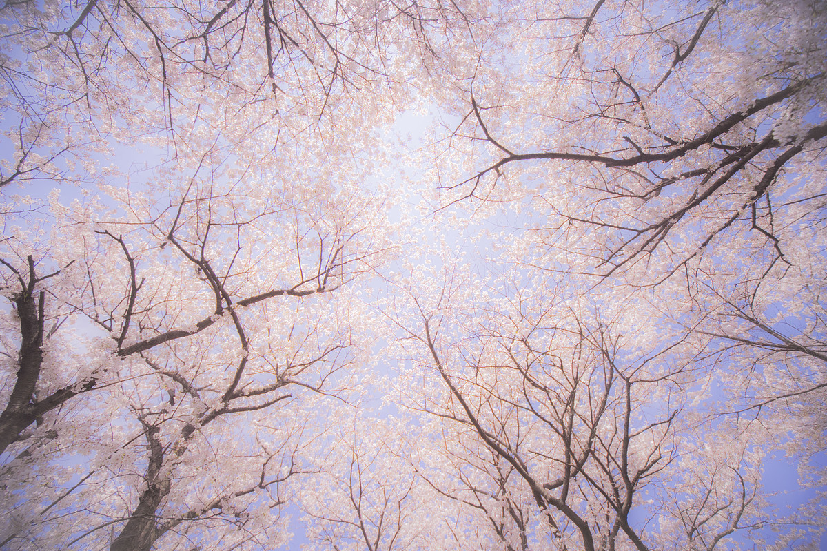 入学式・卒業式撮影プランの作例