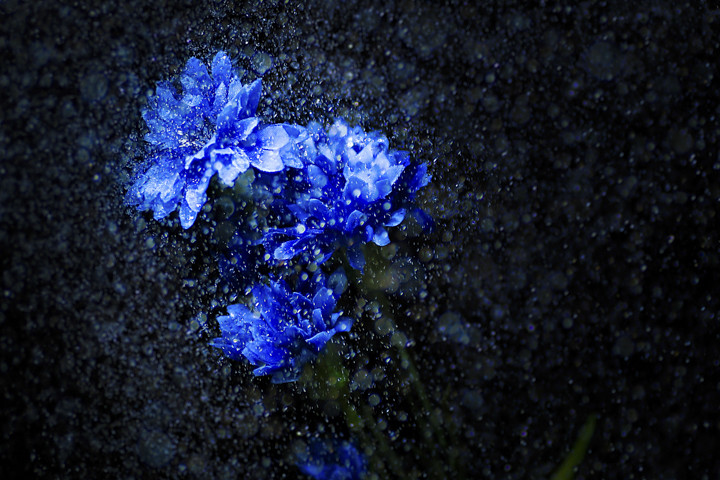 「本井 良尚」の作例写真