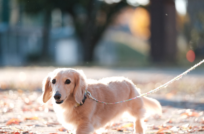 福井県で家族撮影の撮影が可能なカメラマン「シミズカツヤ」の作例画像