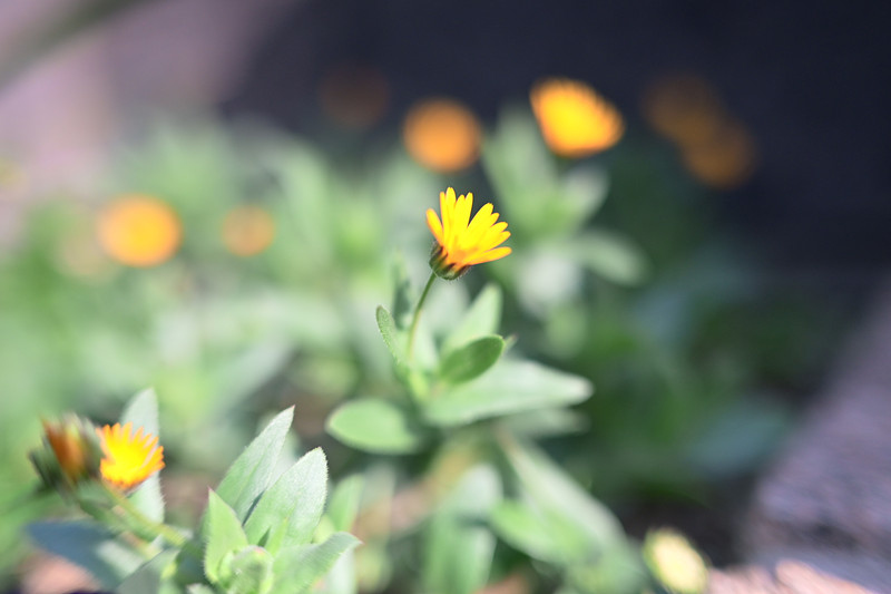 岡山県での撮影が可能なカメラマン「蒼」の作例画像