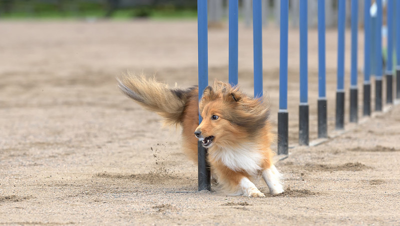 奈良県でペットの撮影が可能なカメラマン「きままPhoto - 齊藤」の作例画像