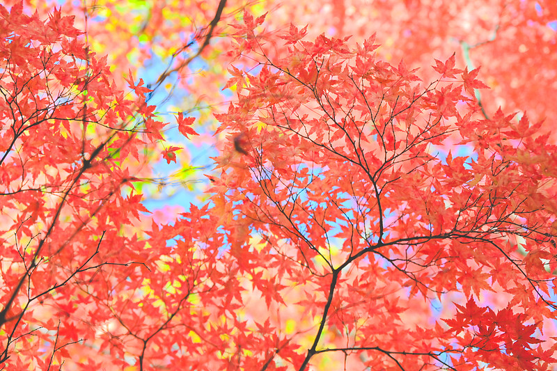 岡山県での撮影が可能なカメラマン「蒼」の作例画像