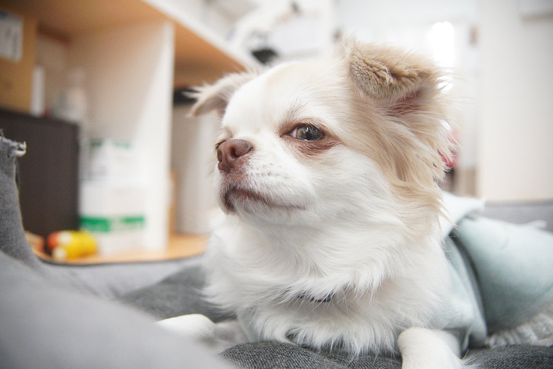 兵庫県での撮影が可能なカメラマン「野村　祐馬」の作例画像
