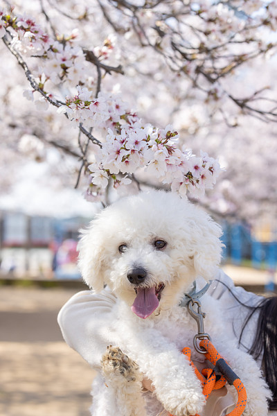 「ゆーちゃん姫路」の作例写真