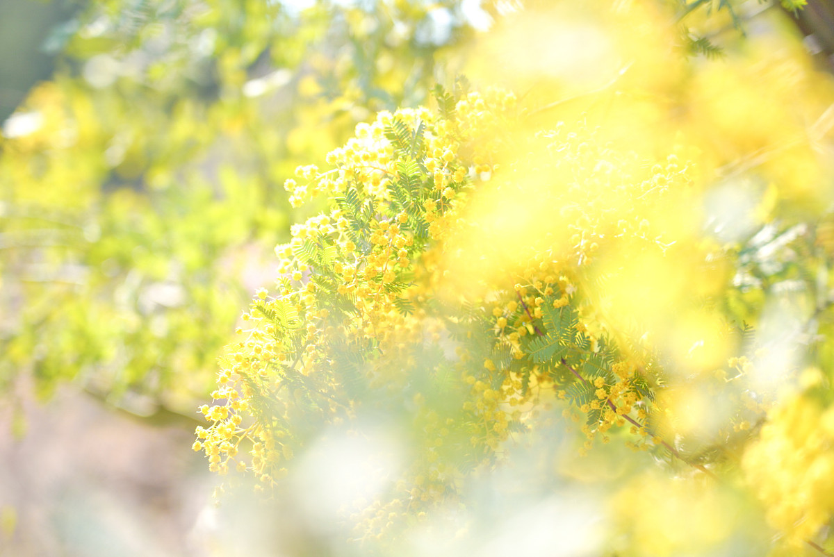 埼玉県での撮影が可能なカメラマン「Little Moment Studio」の作例画像