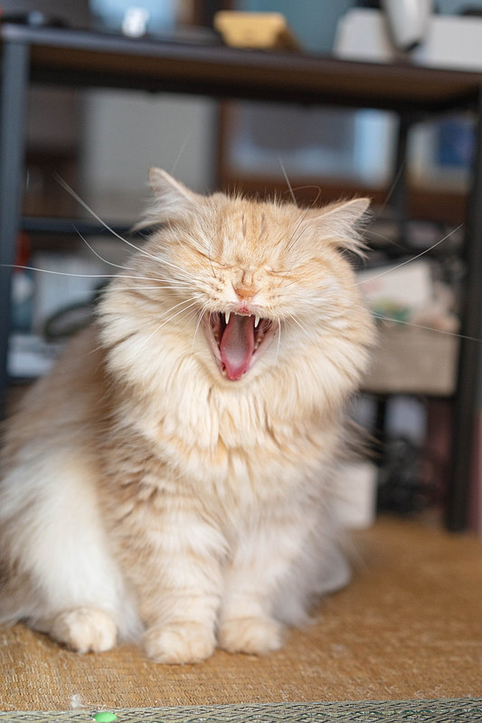 兵庫県での撮影が可能なカメラマン「野村　祐馬」の作例画像