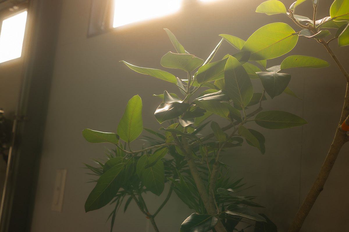 千葉県での撮影が可能なカメラマン「hina」の作例画像