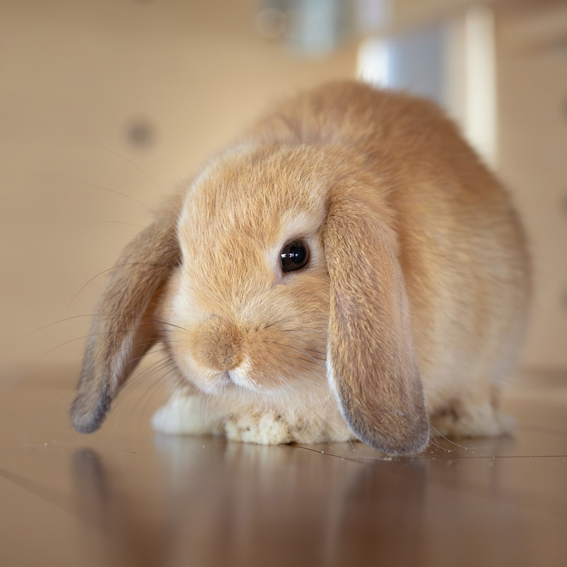 奈良県での撮影が可能なカメラマン「齊藤 賢一」の作例画像