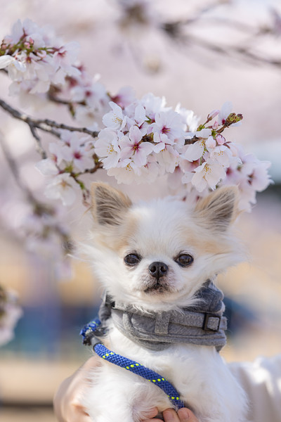 「ゆーちゃん姫路」の作例写真