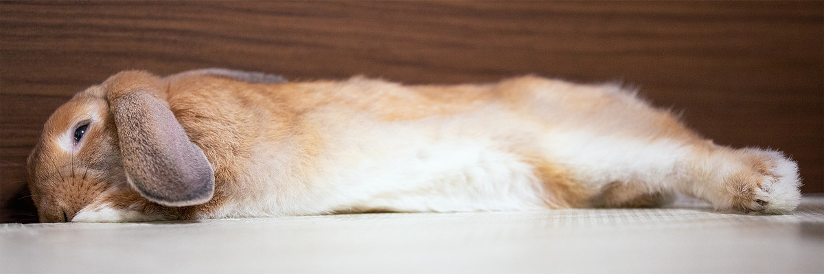 奈良県でペットの撮影が可能なカメラマン「きままPhoto - 齊藤」の作例画像